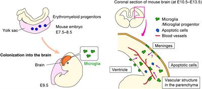 The multifaceted roles of embryonic microglia in the developing brain